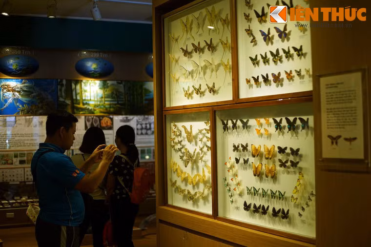 Dạo quanh một vòng Bảo tàng Thiên nhiên Việt Nam, du khách như quên đi những phố phường huyên náo của Hà Nội để chìm vào thế giới của thiên nhiên, ngược dòng thời gian để về với cội nguồn sự sống.