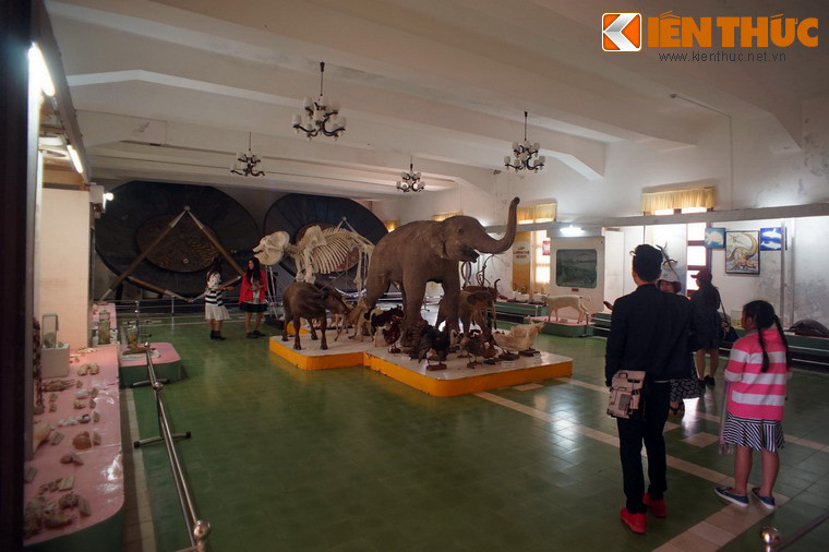 Bộ sưu tập nổi bật của Bảo tàng là 386 mẫu thú thuộc 58 loài, trong đó có 38 loài thuộc diện quý hiếm đã được công bố trong sách đỏ Việt Nam.