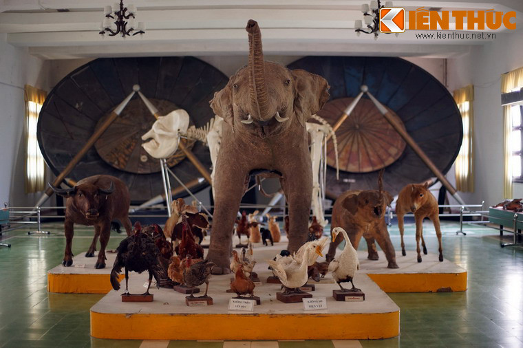 Ấn tượng nhất trong bộ sưu tập này là một tiêu bản voi trưởng thành.