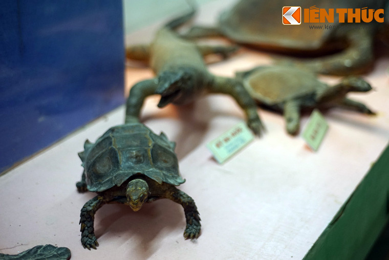 Và 43 mẫu lưỡng cư, bò sát của 32 loài.