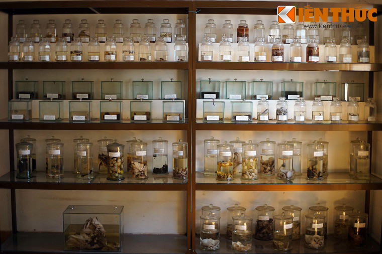 Ngoài ra, Bảo tàng Sinh học còn trưng bày 245 mẫu nấm lớn của 240 loài thuộc khu vực rừng thông Lâm Đồng.