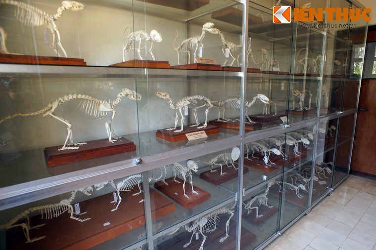 Bảo tàng có một phòng trưng bày xương, gồm 195 mẫu xương của 45 loài động vật.