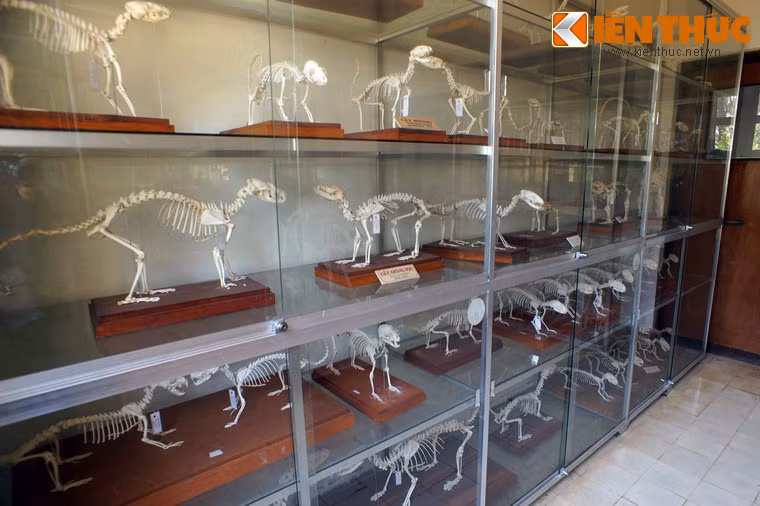 Bảo tàng có một phòng trưng bày xương, gồm 195 mẫu xương của 45 loài động vật.