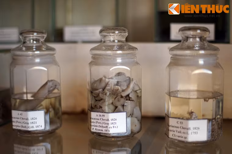 Cận cảnh một số bình lưu trữ mẫu nấm.