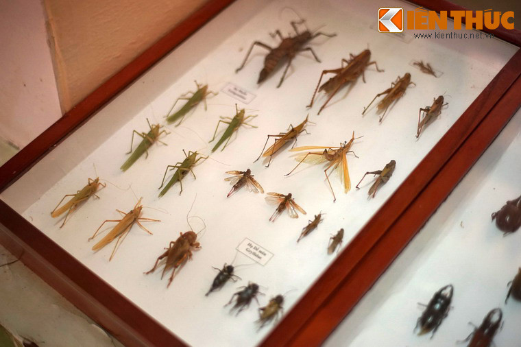Tiêu bản các loài côn trùng thuộc họ dế mèn.