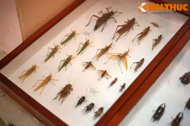 Tiêu bản các loài côn trùng thuộc họ dế mèn.