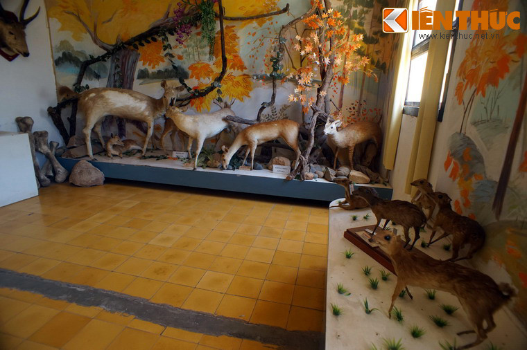 Bộ mẫu vật của Bảo tàng được sắp xếp theo trình tự tiến hoá giúp cho người tham quan có cái nhìn tổng thể về sự phát triển và tính đa dạng của thế giới động thực vật.