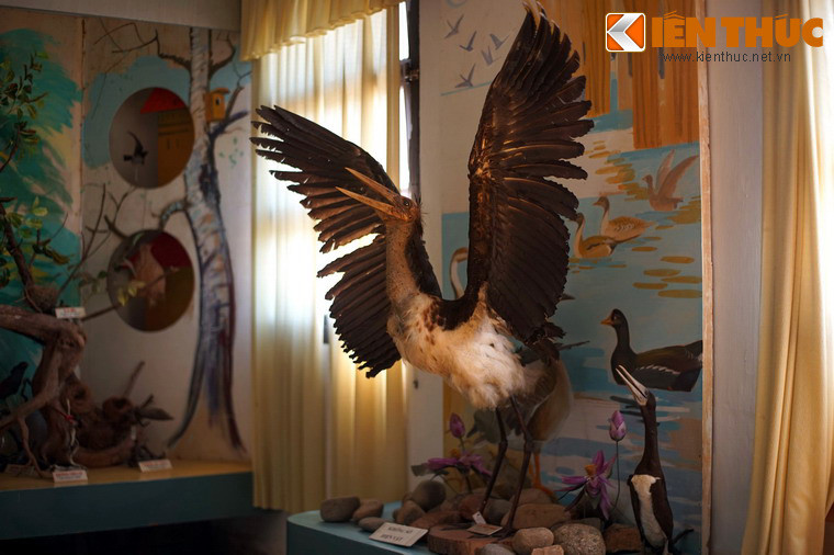 Bên cạnh các loài thú, Bảo tàng còn lưu giữ 245 mẫu chim của 95 loài.