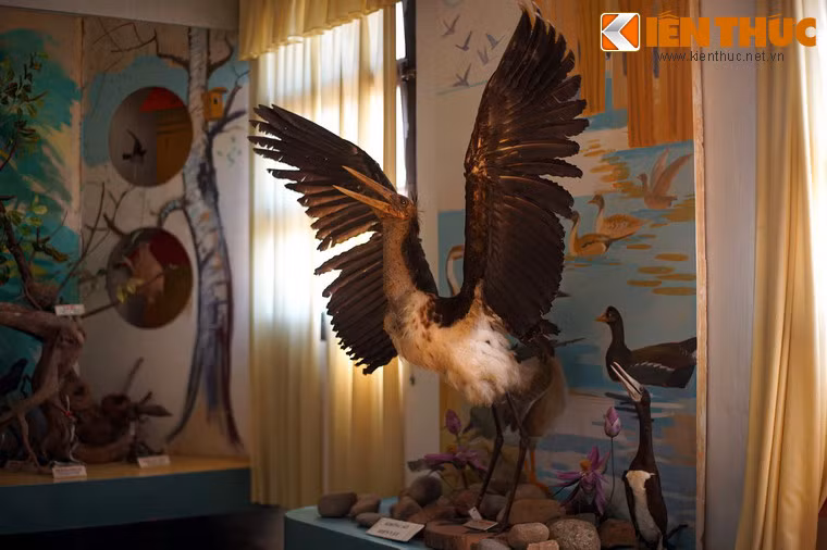 Bên cạnh các loài thú, Bảo tàng còn lưu giữ 245 mẫu chim của 95 loài.