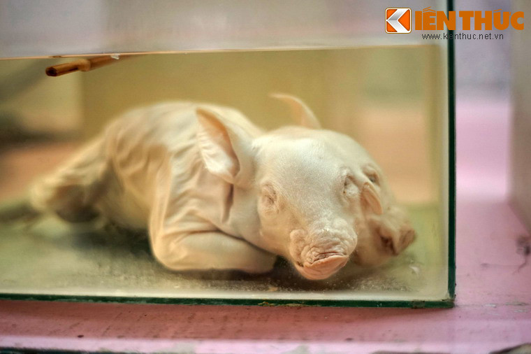 Mẫu lợn đột biến với hai mặt.