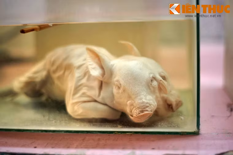 Mẫu lợn đột biến với hai mặt.