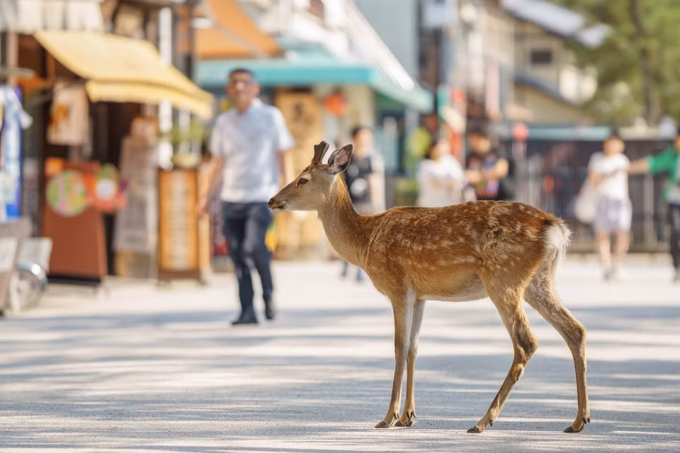 Vì vậy, ngày nay chúng có thể sống mà không phải lo lắng điều gì.