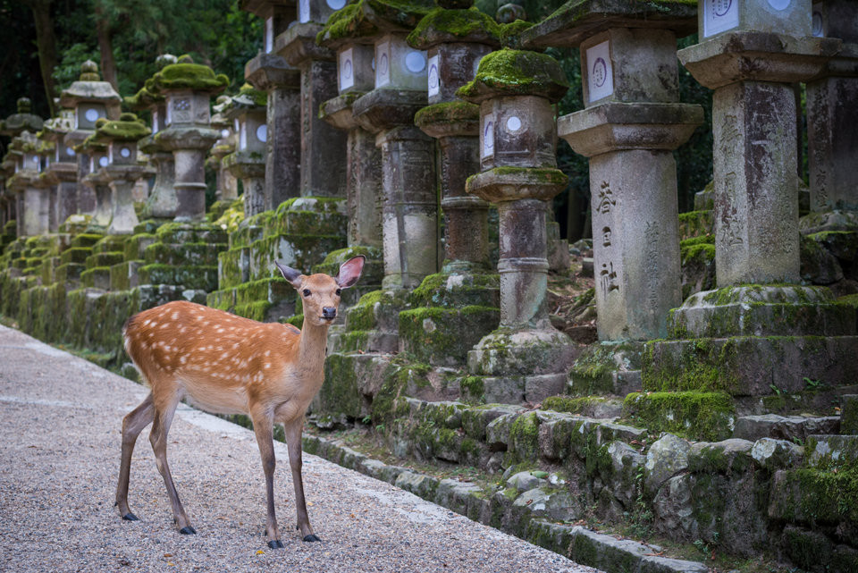 Dù vậy, những con hươu ở công viên Nara vẫn được công nhận là báu vật quốc gia.