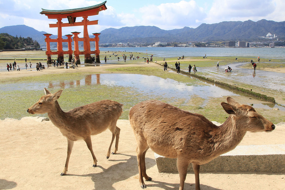 Địa danh nổi bật nhất của Miyajima là cánh cổng Torii của ngôi đền Thần đạo Itsukushima. Hươu được coi là con vật thiêng trong Thần đạo, và chúng thường xuất hiện quanh đền Itsukushima.