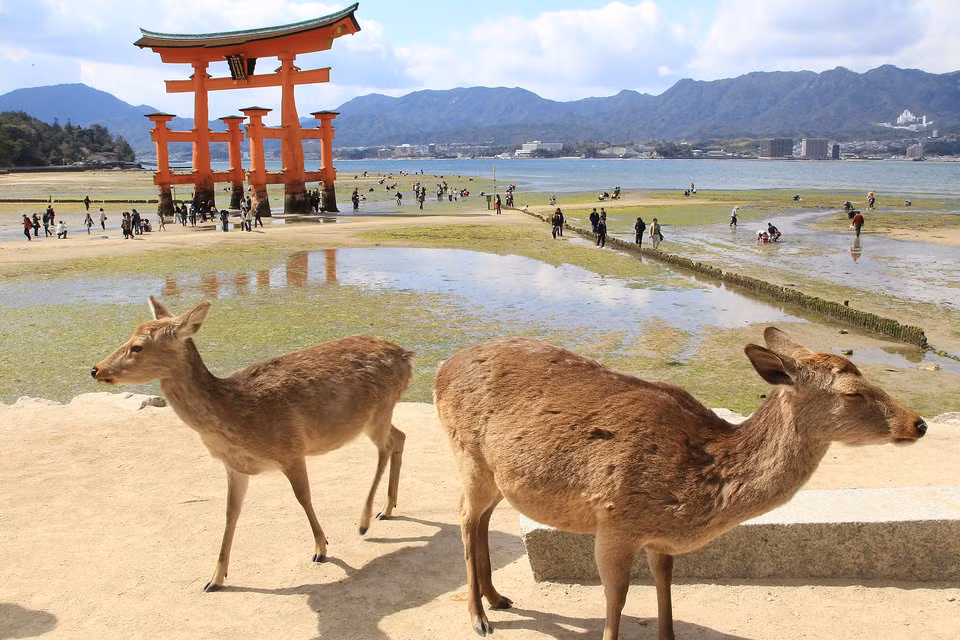 Địa danh nổi bật nhất của Miyajima là cánh cổng Torii của ngôi đền Thần đạo Itsukushima. Hươu được coi là con vật thiêng trong Thần đạo, và chúng thường xuất hiện quanh đền Itsukushima.