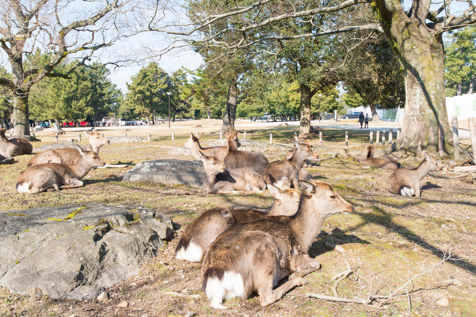 Theo ước tính có khoảng 1.200 con nai trên đảo. Hầu hết trong số chúng sống trong công viên Nara rộng 500 ha, nơi có nhiều đền thờ cổ xưa.