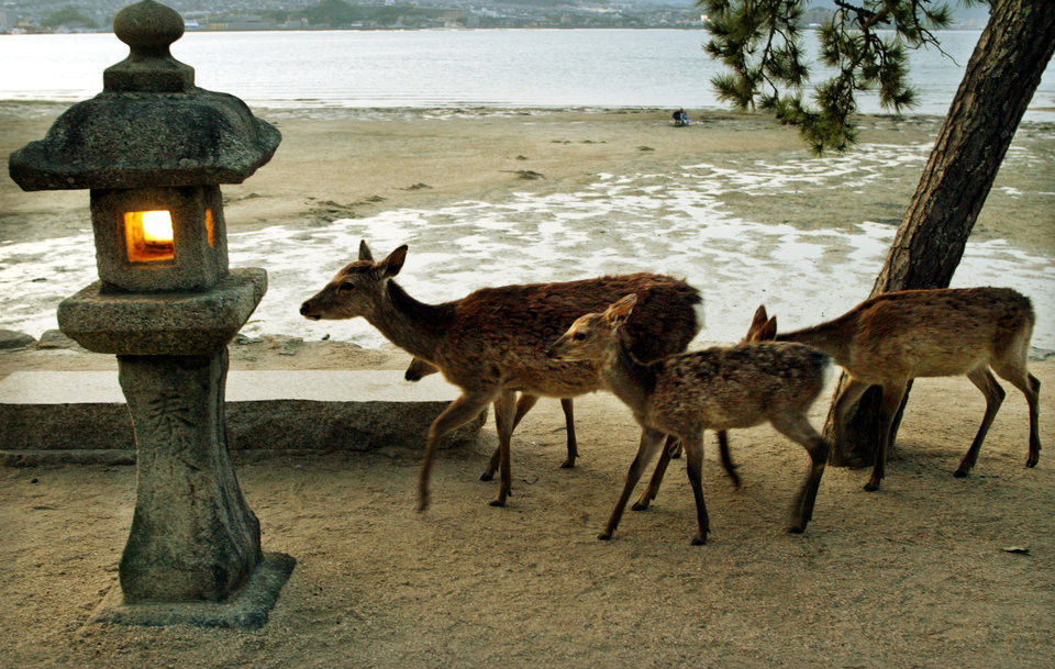 Khi chán công viên hay đường phố nhộn nhịp, chúng sẽ đi dạo trên bãi biển.