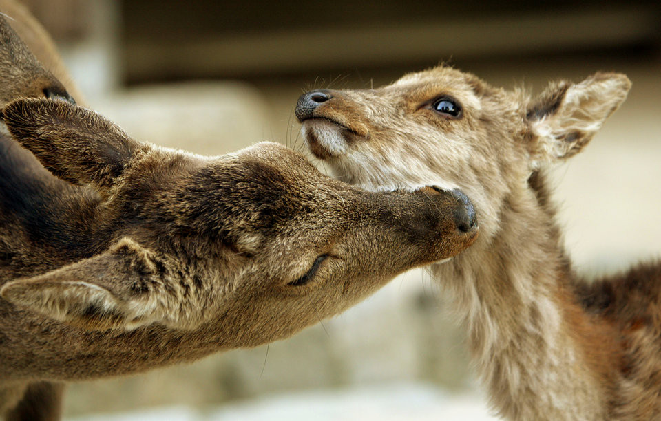 Và thực sự rất dễ thương.
