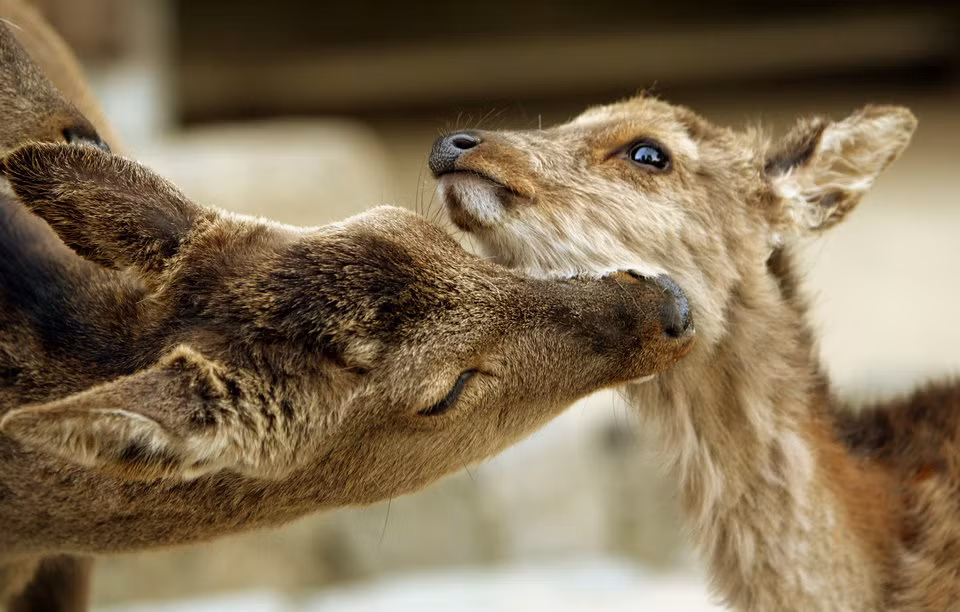 Và thực sự rất dễ thương.