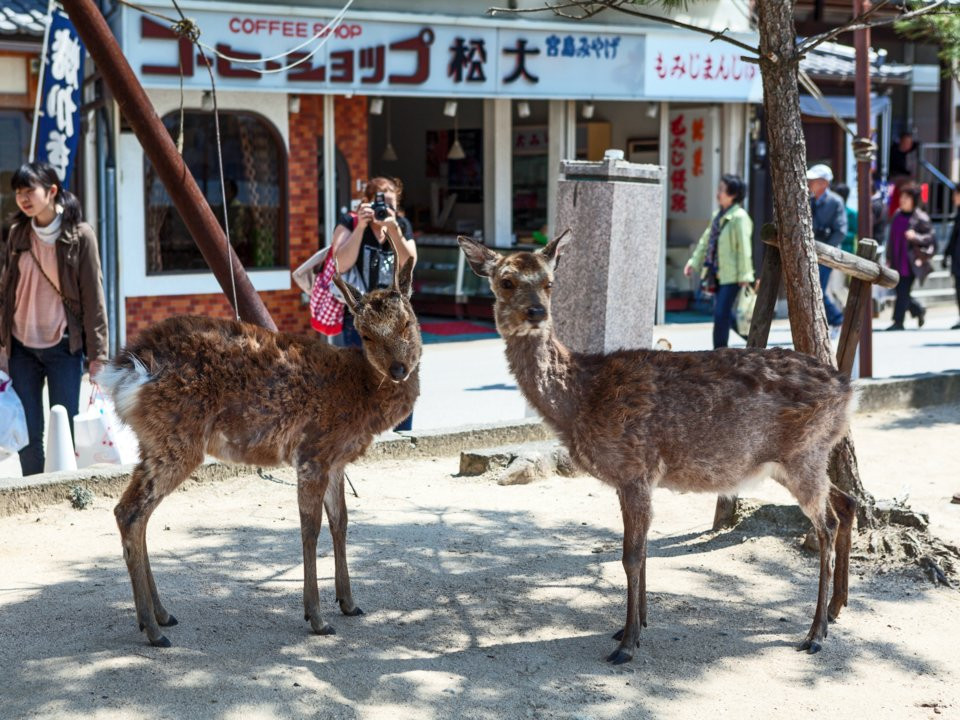 Những con hươu ở Miyajima lang thang khắp hòn đảo để tìm thức ăn. Nói chung việc cho chúng ăn là khá an toàn.