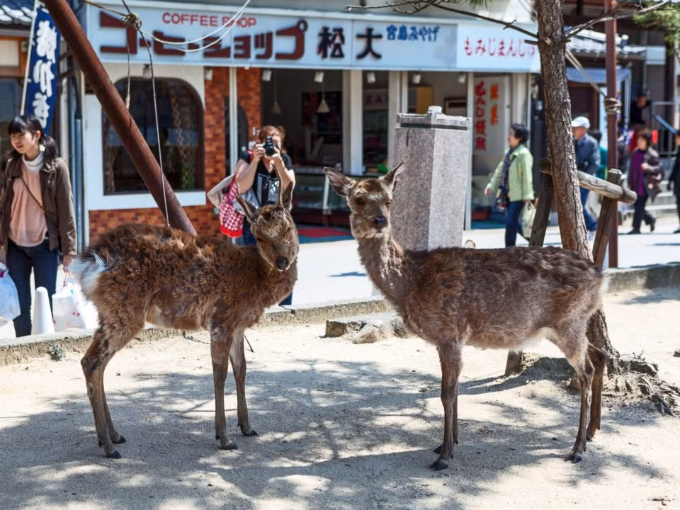 Những con hươu ở Miyajima lang thang khắp hòn đảo để tìm thức ăn. Nói chung việc cho chúng ăn là khá an toàn.