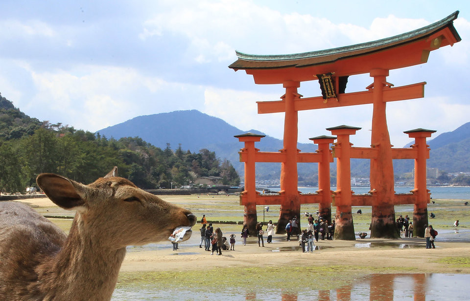 Sau Thế chiến II, chính phủ Nhật đã tước bỏ địa vị thần thánh của những con hươu, cùng với việc loại bỏ quyền lực của Thiên Hoàng trong nền chính trị.