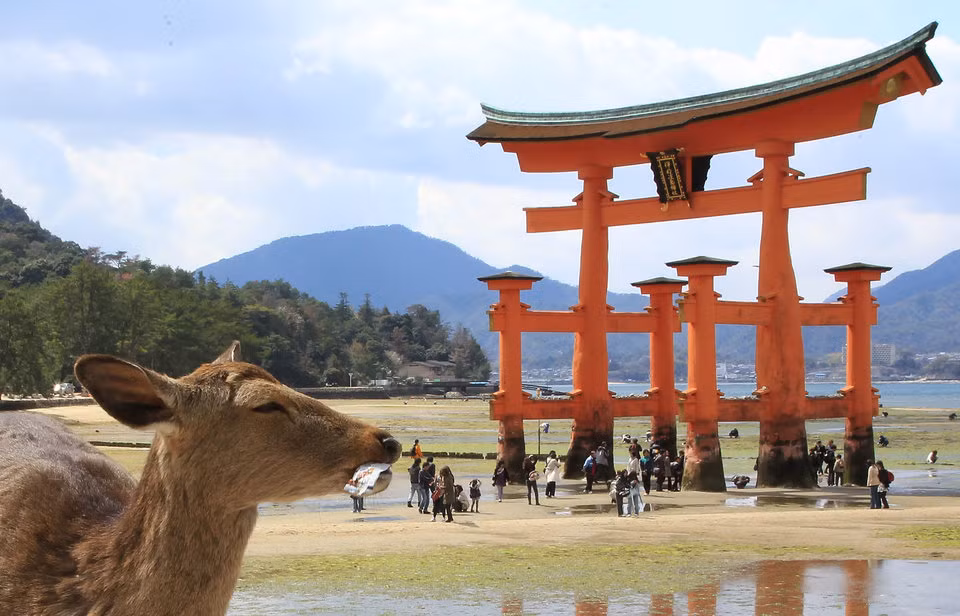 Sau Thế chiến II, chính phủ Nhật đã tước bỏ địa vị thần thánh của những con hươu, cùng với việc loại bỏ quyền lực của Thiên Hoàng trong nền chính trị.