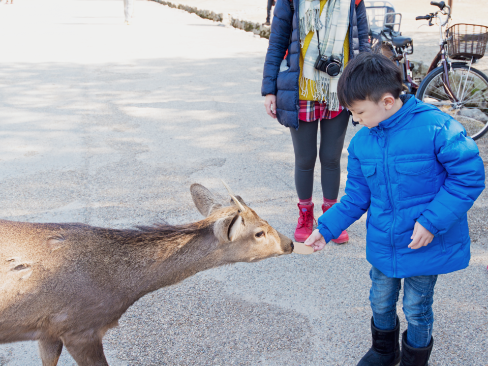 Đôi khi chúng được gọi là "hươu cúi chào" vì chúng cúi đầu khi ăn "bánh quy hươu", sản phẩm có thể dễ dàng mua trên đảo.