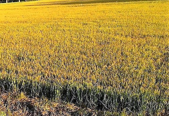 Giang bay chuot, hai vo chong bi dien giat thuong vong