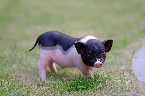 Heo cảnh mini được nhập từ Trung Quốc. Ảnh: I.T.