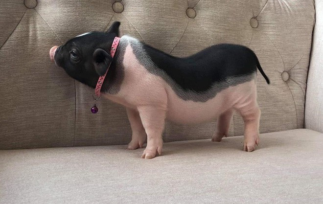 Thú chơi lợn cảnh mini đang nở rộ, nguy cơ lây lan dịch bệnh. Ảnh: I.T.