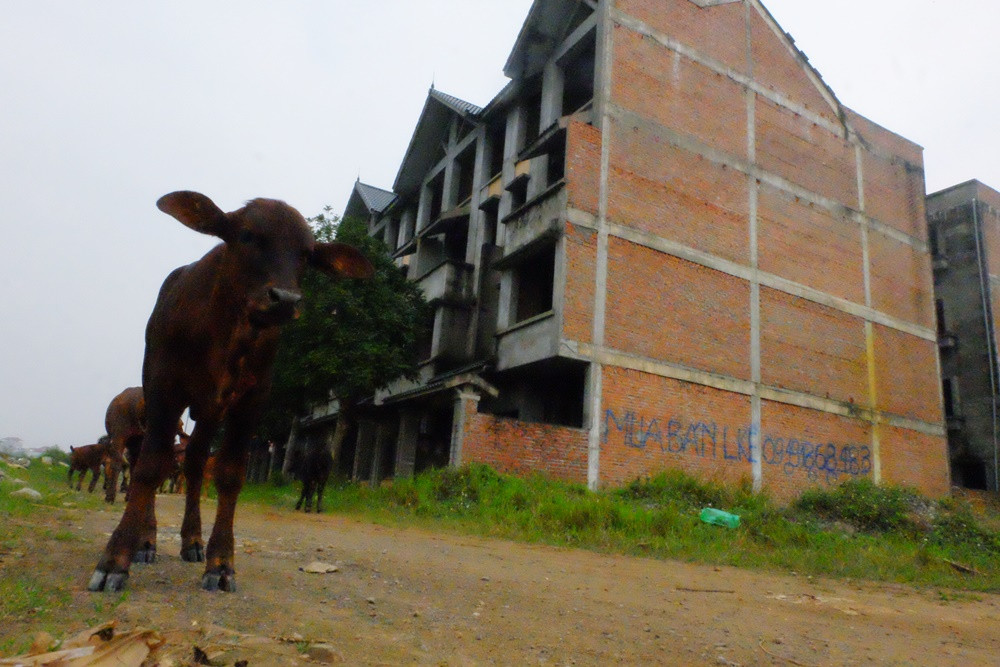 Trước đó, UBND TP Hà Nội đã ban quyết định phê duyệt điều chỉnh Quy hoạch chi tiết Khu đô thị mới Kim Chung - Di Trạch từ 138,1 ha lên đến 146,7 ha, với quy mô dân số khoảng 23.500 người. Nhưng hiện giờ nơi đây vẫn chỉ là nơi để người dân chăn thả bò.