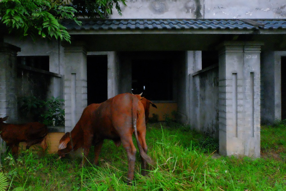 Thấy cỏ dại mọc um tùm người dân địa phương tận dụng làm thức ăn chăn nuôi bò.