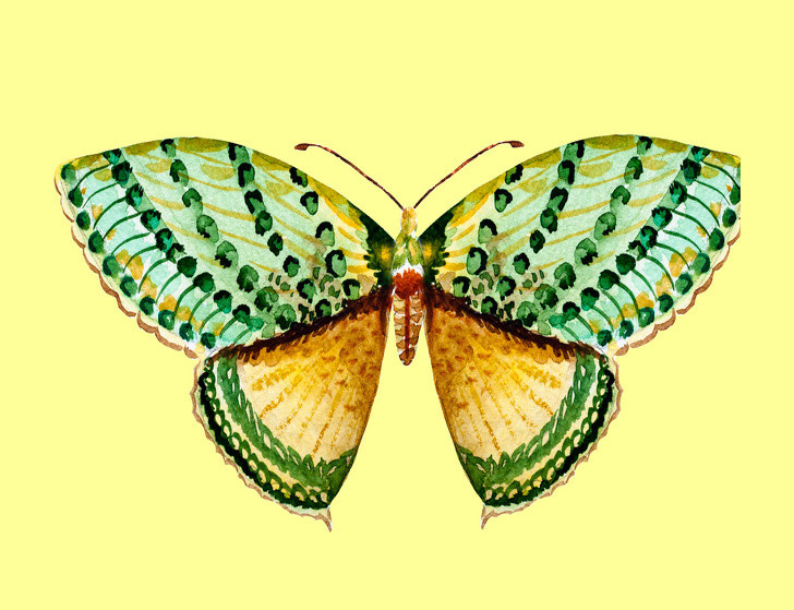 Bạn là người điềm tĩnh Nếu bạn chọn con bướm này có nghĩa là bạn là người rất hòa đồng, điềm tĩnh và thực tế. Một từ có thể định nghĩa con người bạn đó là “cân bằng”, bạn luôn cố gắng áp dụng nó vào mọi khía cạnh cuộc sống. Bạn có niềm tin mãnh liệt rằng giữ cân bằng giữa đời tư và công việc sẽ giúp tinh thần thoải mái, sự cân bằng hoàn hảo là chìa khóa của hạnh phúc. Bạn dễ dàng hoảng loạn khi phải đối mặt với một tình huống khó khăn và dễ mất niềm tin vào bản thân. Mọi người xung quanh bạn không thể nhận ra điều đó vì bạn thích che giấu cảm xúc và cô lập chính mình. 