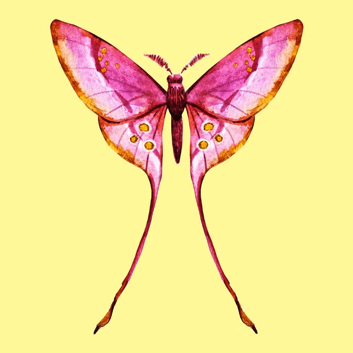  Bạn là người nhạy cảm và chân thành Nếu bạn đã chọn loài bướm này, điều đó có nghĩa bạn là một người nhạy cảm, chân thành và rất lãng mạn. Bạn có lòng trắc ẩn với tất cả mọi người, thậm chí cả với những người xa lạ vì bạn luôn đặt mình vào vị trí của người khác. Bạn sống rất tình cảm và luôn quan tâm đến cảm xúc và mong muốn của người khác đến mức đôi khi xao nhãng cảm xúc của chính mình. Sẵn sàng giúp đỡ người khác là phẩm chất vốn có của bạn. Tuy nhiên, bạn nên quan tâm tới bản thân mình trước vì bạn đang gặp khó khăn khi chia sẻ cảm xúc với người khác. Không phải vì bạn không muốn chia sẻ, mà vì bạn cảm thấy điều đó có thể là gánh nặng cho người khác. Bạn nên nhớ rằng chuyện của mình cũng quan trọng như chuyện của người khác và bạn nên đối xử tốt với bản thân như đã đối xử với mọi người. 