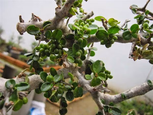 Cây sam núi có lá nhỏ, bóng rất đẹp trong khi thân có vỏ sần sùi. Loài cây này có khả năng chịu hạn tốt và có sức sống dẻo dai kể cả khi bị cắt tỉa nhiều. Ảnh googleusercontent.