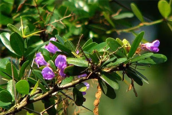 Do có lá và nhiều quả đẹp nên cây sam núi rất được ưa chuộng trồng làm cây bonsai. Cây sam núi sinh trưởng và phát triển khỏe nhất vào mùa xuân. Ảnh bonsaiart.