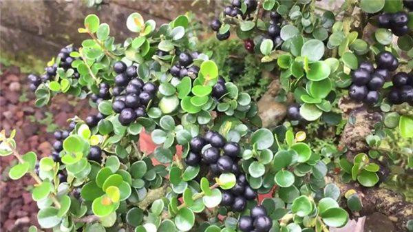  Cây sam núi ra hoa vào tháng 5 – 6 và có quả vào tháng 8 – 9. Cây thích hợp với khí hậu nắng nóng miền Trung bộ. Ảnh ytimg.