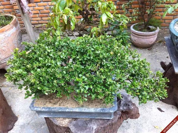 Cây sam núi cũng có nhiều loại: lá lớn, lá nhỏ, có trái và không có trái. Ảnh imgur.