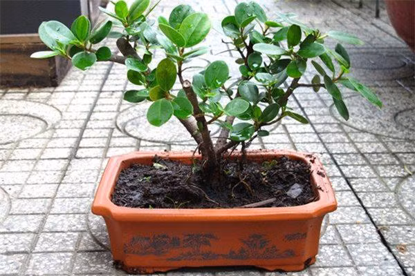 Cây sam núi còn có tên gọi khác là cây ba gai hoặc cây linh sam. Không chỉ là một loài cây cảnh đẹp, sam núi còn là một cây thuốc chữa bệnh. Ảnh blogcaycanh.