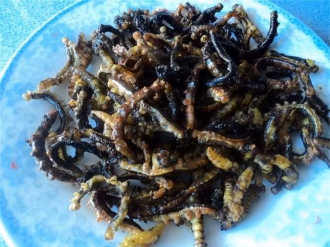 Sâu muồng có vị bùi béo đặc trưng của các loại ấu trùng sâu, thường người dân đợi cho loài sâu này đóng kén rồi mới thu hoạch, chế biến làm thức ăn. Có rất nhiều cách chế biến món ăn từ sâu muồng như rang, xào sả ớt, thậm chí ăn sống.