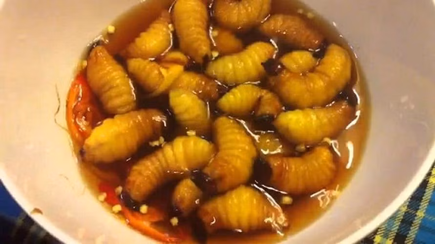 Đuông dừa có thể chế biến thành nhiều món ăn khác nhau như nấu cháo, chiên xù, ngâm mắm… Món ăn có thể thách thức sự can đảm của thực khách nhất là món đuông dừa ngâm mắm.