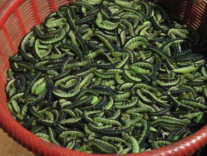 Sâu muồng là một món sâu đặc sản ở Tây Nguyên. Nhiều người đến đây thưởng thức món ăn từ sâu này đều tấm tắc khen ngon và muốn thử lại. Sâu muồng có thể chế biến thành món chiên hoặc xào sả ớt.