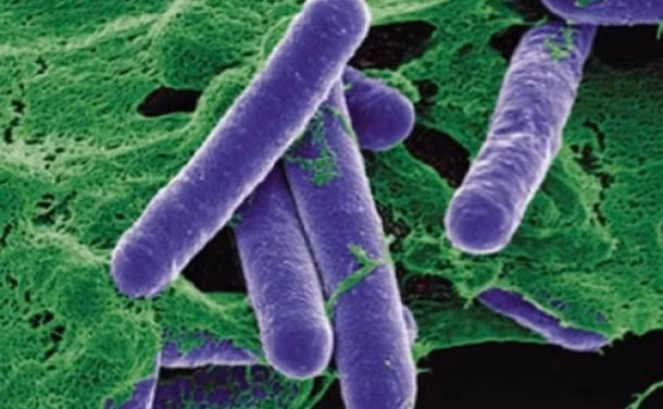 Doc to Botulinum nguy hiem the nao?