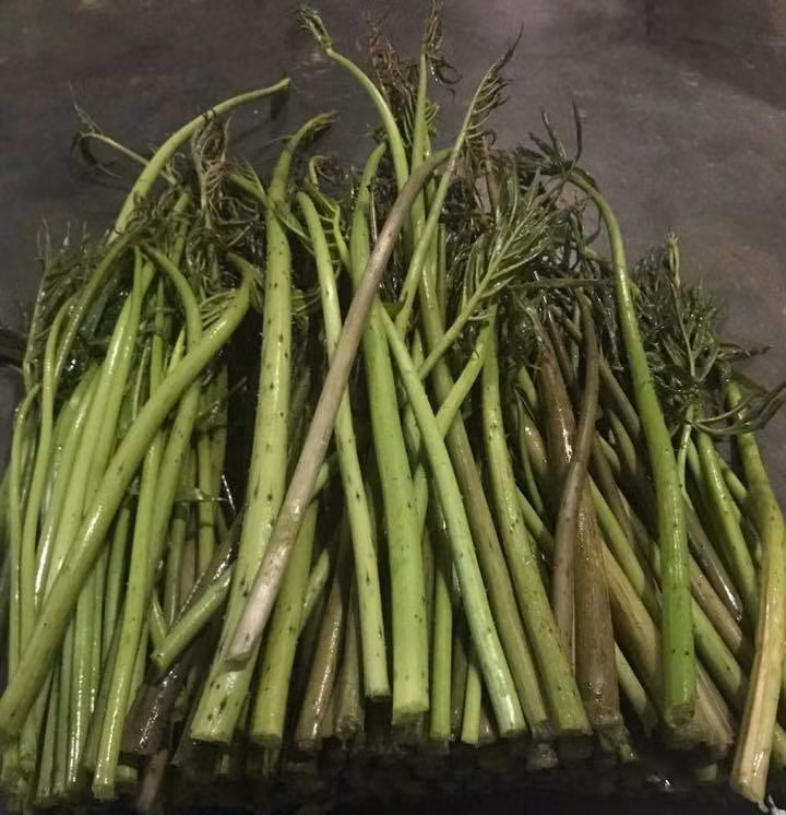 Loai rau moc dai bat ngo thanh dac san “hut khach“, tot cho gan