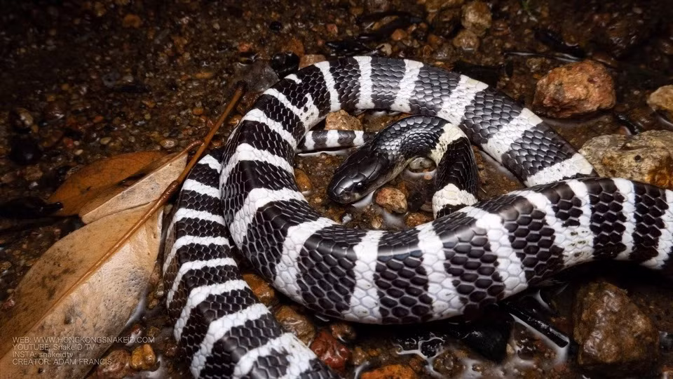 9 nguoi nhap vien do ran doc can khi bao Yagi do bo