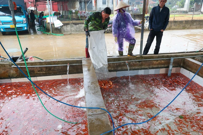 Tại khu vực chợ cá Thủy Trầm, gần ngày 21 và 22 tháng Chạp các thương lái đổ về làng nhiều hơn. Tuy nhiên năm nay người mua đặt hàng qua điện thoại, hộ nuôi cá sau khi thu hoạch sẽ vận chuyển đến tận nơi khiến chợ cá trở nên đìu hiu. (Ảnh: Minh Sơn/Vietnam+)