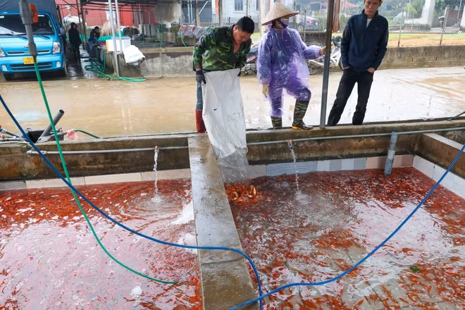 Tại khu vực chợ cá Thủy Trầm, gần ngày 21 và 22 tháng Chạp các thương lái đổ về làng nhiều hơn. Tuy nhiên năm nay người mua đặt hàng qua điện thoại, hộ nuôi cá sau khi thu hoạch sẽ vận chuyển đến tận nơi khiến chợ cá trở nên đìu hiu. (Ảnh: Minh Sơn/Vietnam+)