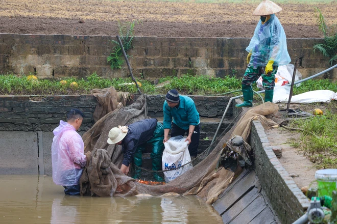 Nhiều năm trước, nghề nuôi cá chép đỏ chỉ tập trung ở làng Thủy Trầm, nhưng nay đã nhân rộng ra nhiều nơi trong xã Tuy Lộc. Hiện, toàn xã có khoảng 30ha nuôi cá chép đỏ, riêng làng Thủy Trầm là khoảng 17ha. (Ảnh: Minh Sơn/Vietnam+)