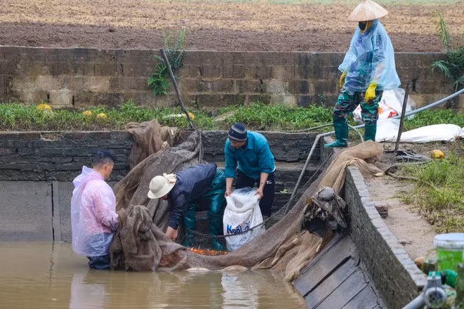 Nhiều năm trước, nghề nuôi cá chép đỏ chỉ tập trung ở làng Thủy Trầm, nhưng nay đã nhân rộng ra nhiều nơi trong xã Tuy Lộc. Hiện, toàn xã có khoảng 30ha nuôi cá chép đỏ, riêng làng Thủy Trầm là khoảng 17ha. (Ảnh: Minh Sơn/Vietnam+)